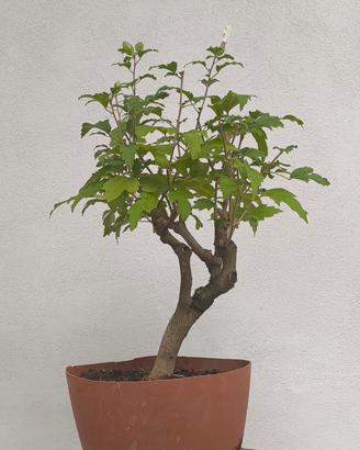 bonsai