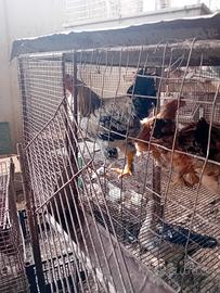 disponibili coppie galline braman 