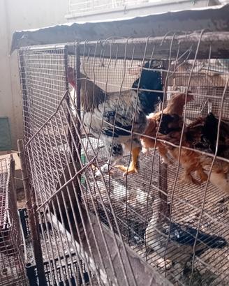 disponibili coppie galline braman 