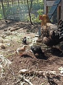 Pulcini araucana e olive Egger