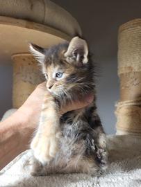 Cuccioli Maine coon