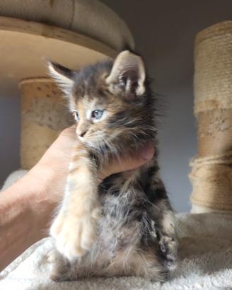 Cuccioli Maine coon