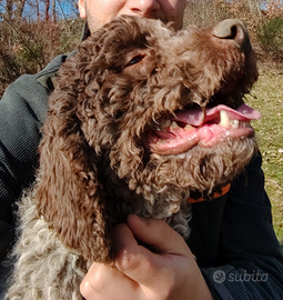 Lagotto Romagnolo per monta