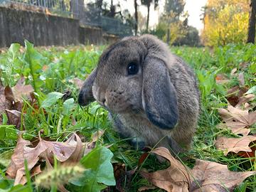 Coniglio ariete nano