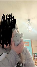 2 cincillà' coccoloni. Con gabbia