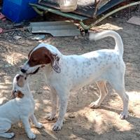 Cani da caccia