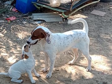 Cani da caccia