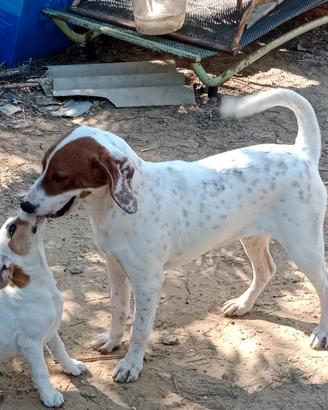 Cani da caccia