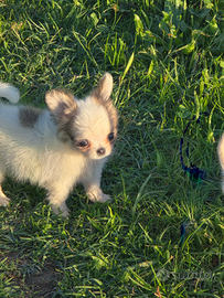 Chihuhuahua femmina