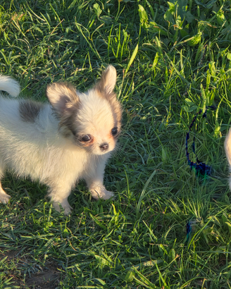 Chihuhuahua femmina
