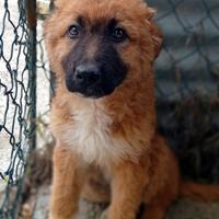 Tonino Sandrina Marisella cuccioli taglia media