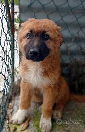 Tonino Sandrina Marisella cuccioli taglia media