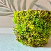 VASO MUSCHIO STABILIZZATO NORVEGESE _ LICHENE