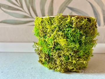 VASO MUSCHIO STABILIZZATO NORVEGESE _ LICHENE