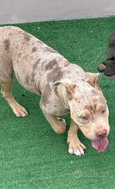 Cucciolo di American bully
