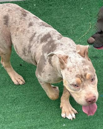 Cucciolo di American bully
