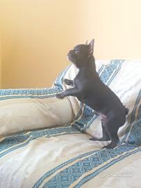 Bulldog francese total blue esotico