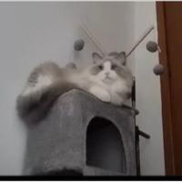 Ragdoll maschio pedigree disponibile per monta