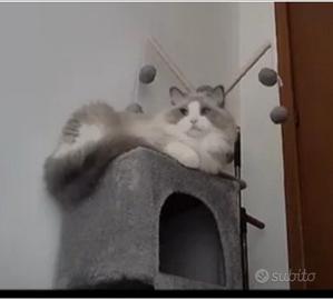 Ragdoll maschio pedigree disponibile per monta