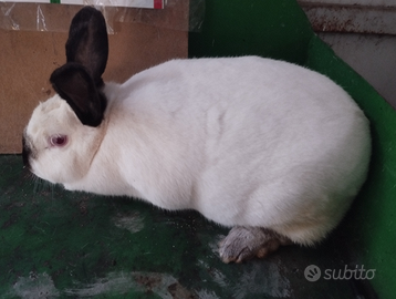 Conigli di razza California e Nuova Zelanda . Se