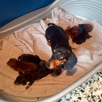 Cuccioli di bassotto