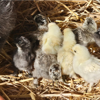 Galline ornamentali moroseta