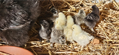 Galline ornamentali moroseta