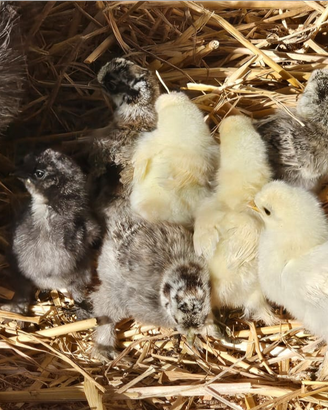 Galline ornamentali moroseta