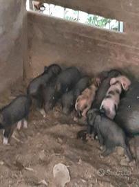 Maialini nani Vietnamita