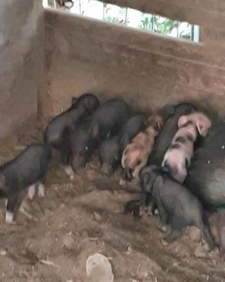 Maialini nani Vietnamita