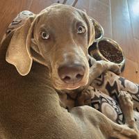 Weimaraner di 1 anno