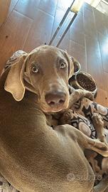 Weimaraner di 1 anno