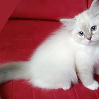 Cucciola gatto di razza ragdoll