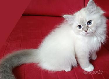 Cucciola gatto di razza ragdoll