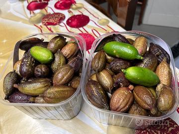 Limone caviale siciliano vari colori (ecologico)