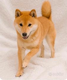 Maschietto di Shiba inu