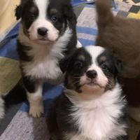 Cuccioli Pastore Australiano - Australian Shepherd