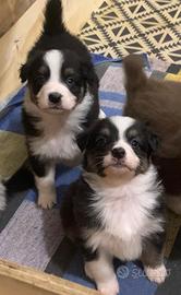 Cuccioli Pastore Australiano - Australian Shepherd