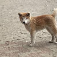 Cucciolo di Akita Inu con Pedigree