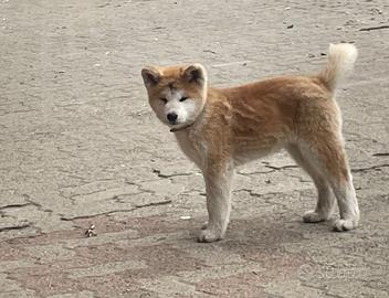 Cucciolo di Akita Inu con Pedigree