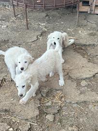 Cucciole di maremmano