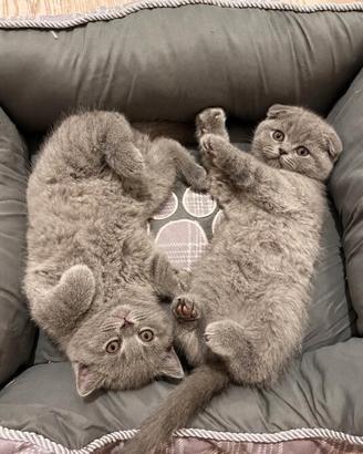 scottish British gattini 