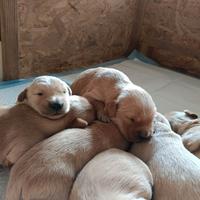 Cuccioli di Golden retriever con pedigree