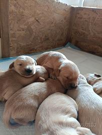 Cuccioli di Golden retriever con pedigree