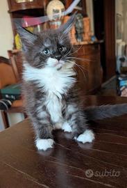 Meravigliosi cuccioli Maine Coon