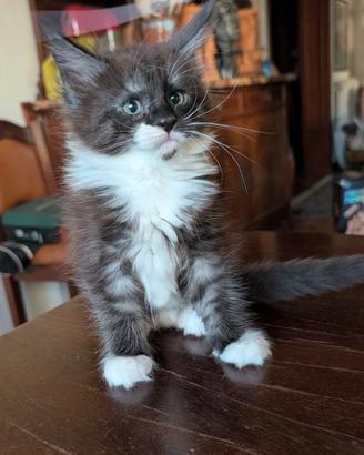 Meravigliosi cuccioli Maine Coon
