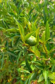 Albero di Mandarino per giardino
