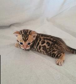 Gatto razza Bengala maschio