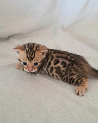 Gatto razza Bengala maschio