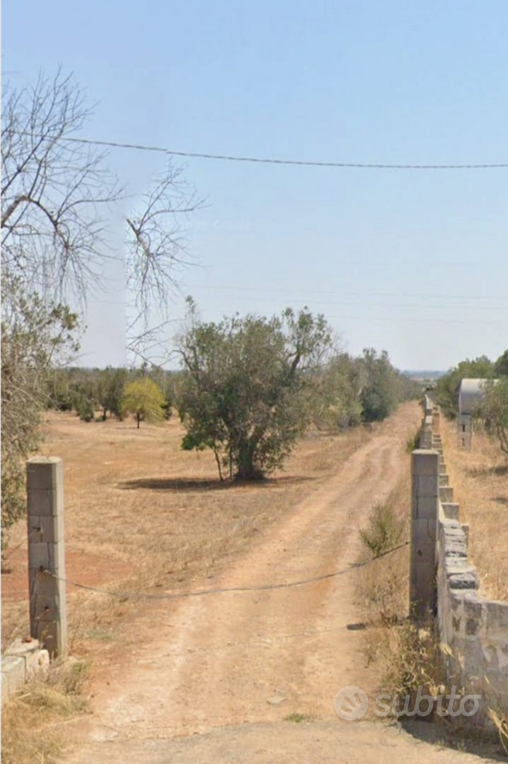 Terreno con uliveto - Vista 5